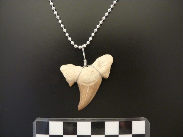 Pendant Shark tooth Otodus large