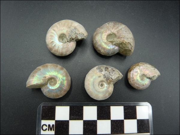 Iridescent ammonite Desmoceras 20-30mm