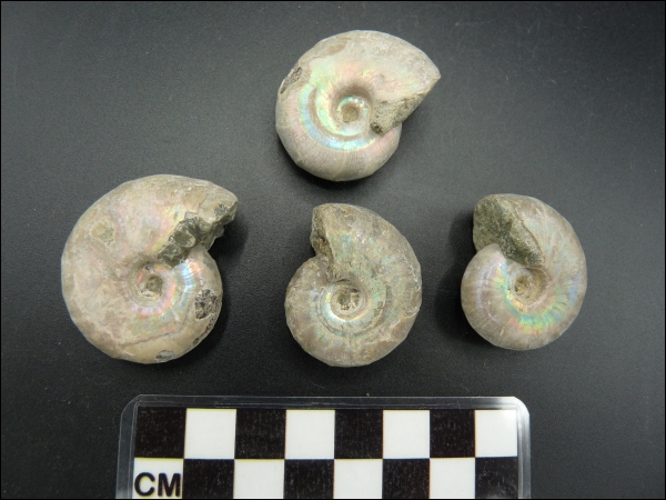 Iridescent ammonite Desmoceras 30-40mm