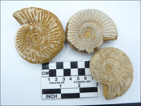 Ammonite Madagascar 7-8cm XXL