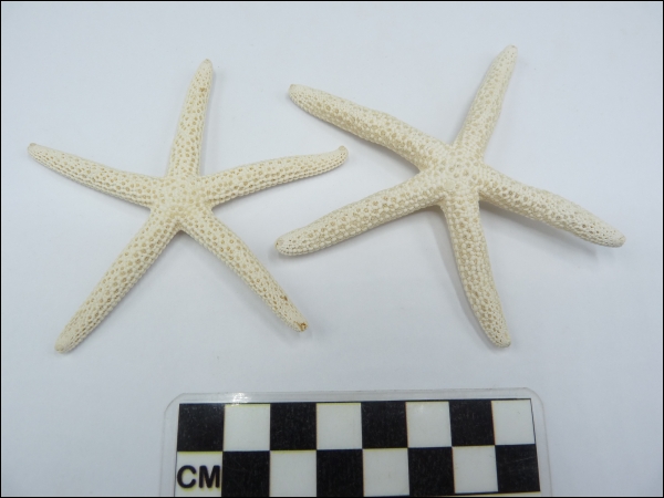 Starfish Linckia recent