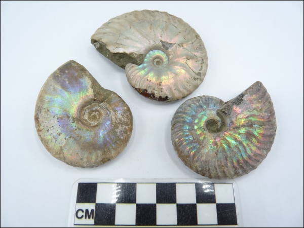 Iridescent ammonite Cleoniceras 60-70mm