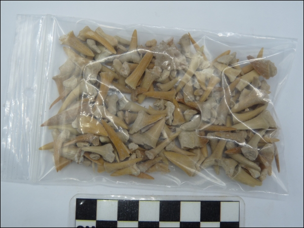 Shark teeth Morocco B 50 grams