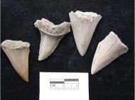 Shark tooth Hastalis B Antwerp middle