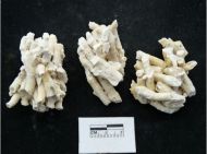 Dendrophyllia koraal klein