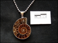 Pendant Ammonite Madagascar