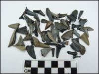 Shark teeth Cadzand B 50 grams