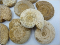 Ammonite Madagascar 70-80mm 10x