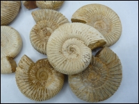 Ammonite Madagascar 60-70mm 10x