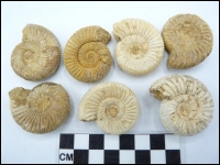 Ammonite Madagascar 4-5cm middle