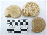 Ammonite Madagascar 6-7cm XL