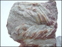 Trilobite track Cruziana Poland middel