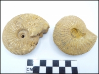 Ammonite Madagascar special species 2x F4971