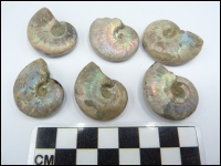 Iridescent ammonite Beudanticeras 30-40mm