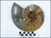 Cut ammonite 165mm F4995