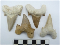 Shark tooth Otodus A 60-70mm