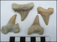 Shark tooth Otodus B 40-50mm