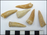 Enchodus fish tooth middle